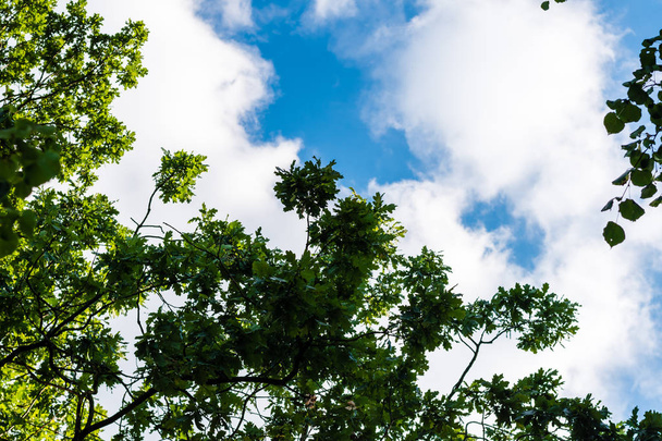 Green tree against blue sky with clouds - Photo, image