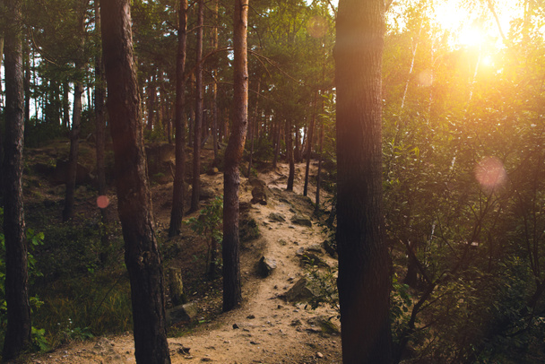Passo a passo na floresta ao pôr do sol
 - Foto, Imagem