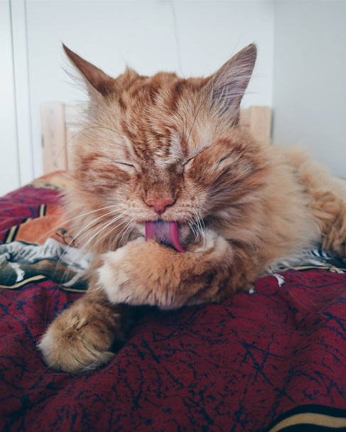 Retrato de cerca de un adorable y esponjoso gato de jengibre que lame su peón.. - Foto, imagen