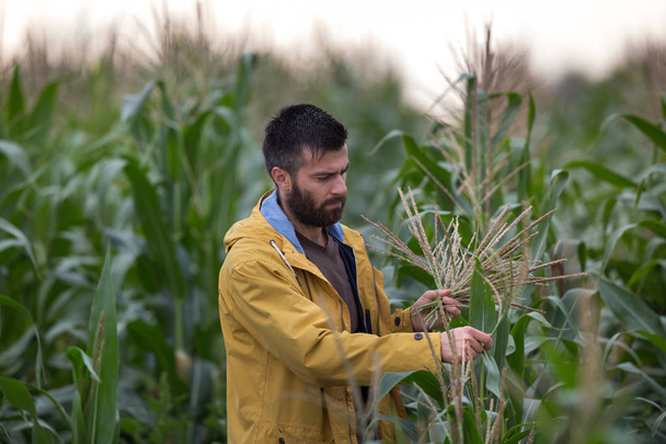 Farmer in corn field - Foto, afbeelding