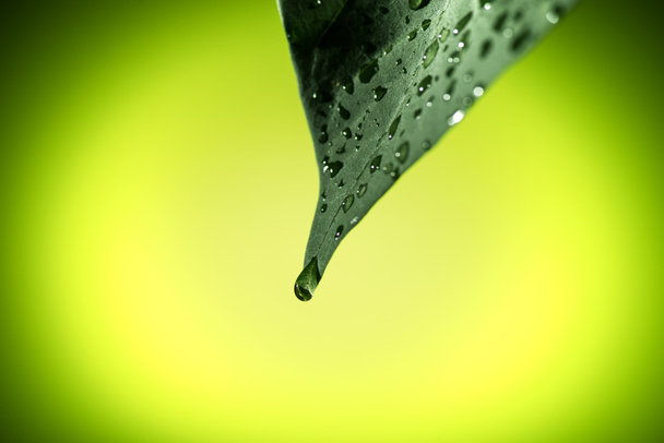 leaf with water drops - Photo, Image
