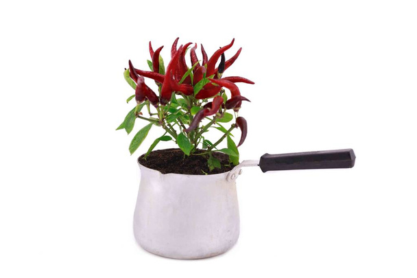 червоний перець в квітковому горщику, незвичайна ідея для дизайну
 - Фото, зображення