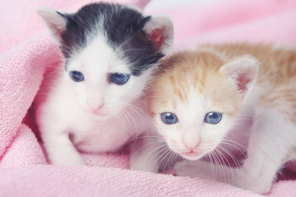 Twee schattige baby kittens verpakt in roze deken - Foto, afbeelding