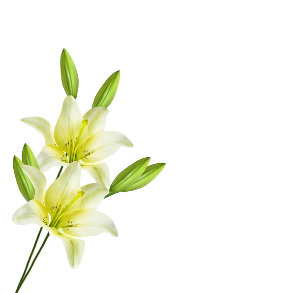 Flores de lirio brillante aisladas sobre fondo blanco
. - Foto, imagen
