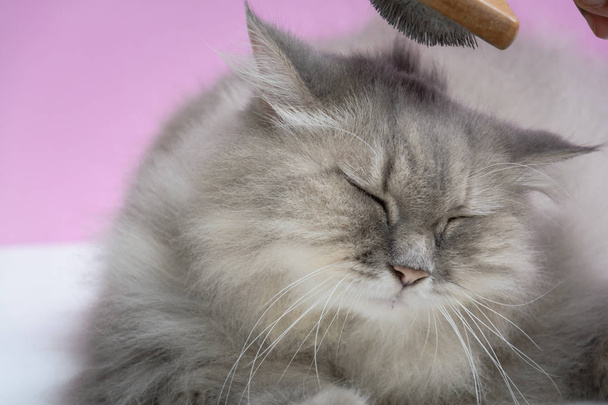 Brossez le peigne en fourrure de chat sur une table en bois
 - Photo, image