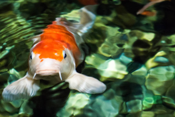 鯉が、日本語の大きな魚、水中の庭. - 写真・画像