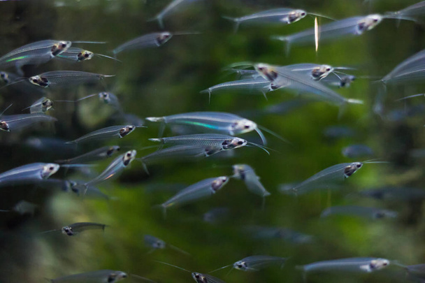 Un branco di pesci gatto di vetro che galleggiano sott'acqua
 - Foto, immagini