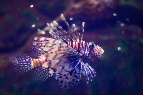Lionfish, une espèce envahissante également appelée le poisson scorpion ou Pterois
 - Photo, image