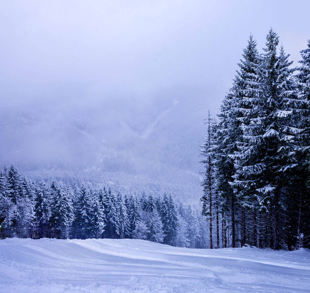 Christmas winter landscape, spruce and pine trees covered in snow - Foto, afbeelding