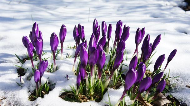 paarse kleur crocus in sneeuw - Foto, afbeelding
