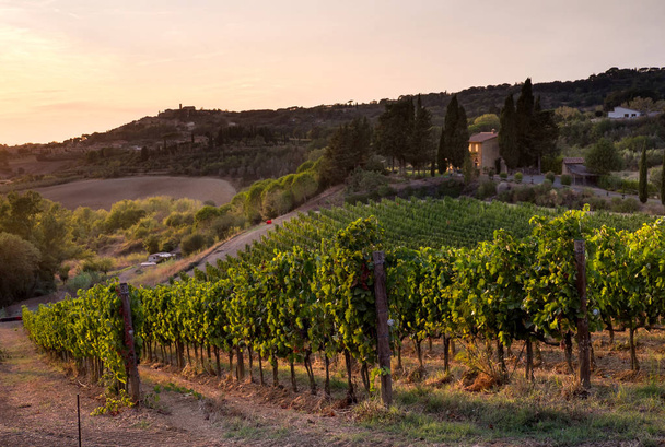 Casale Marittimo, Toskánsko, Itálie, pohled z vinice na září - Fotografie, Obrázek