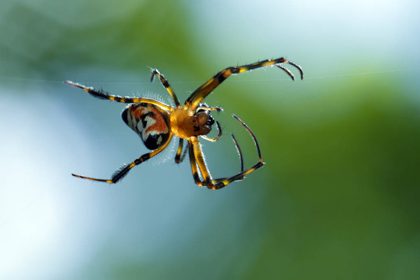 Зображення павуків Op Odeta fastigata (грушоподібний Leukauge) на
 - Фото, зображення