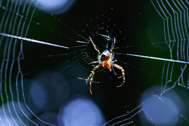 Imagen de una araña opadometa fastigata (Leucauge en forma de pera) en
 - Foto, imagen