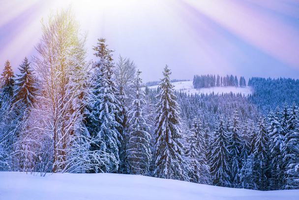 Christmas winter landscape, spruce and pine trees covered in snow - Photo, Image