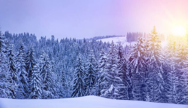 Paisaje navideño de invierno, abetos y pinos cubiertos de nieve
 - Foto, Imagen