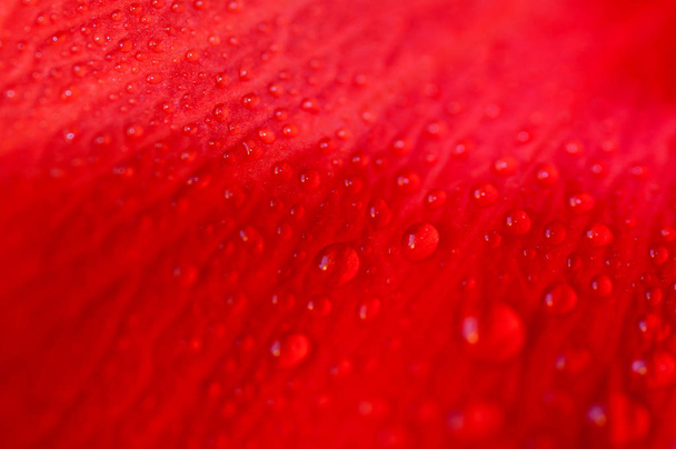 kapky vody na okvětní plátky červené - Fotografie, Obrázek