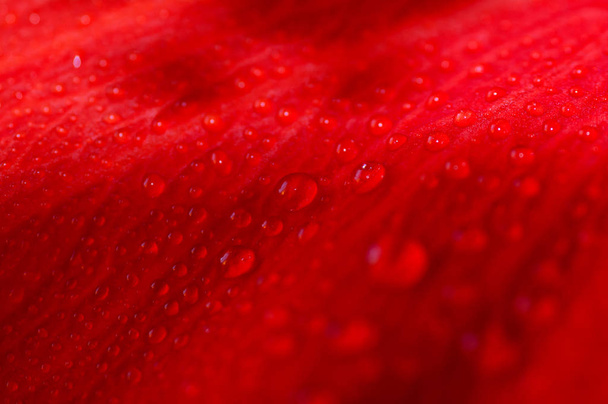 краплі води на пелюстках червоної квітки
 - Фото, зображення