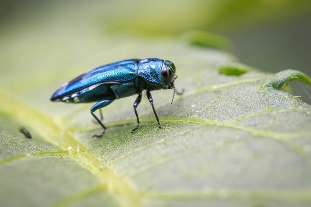 Image of Emerald Ash Borer Beetle on a green leaf. Insect. Anima - Photo, Image