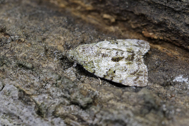 Image of Brown Moth (Nannoarctia tripartita) on tree. Insect. An - Photo, Image