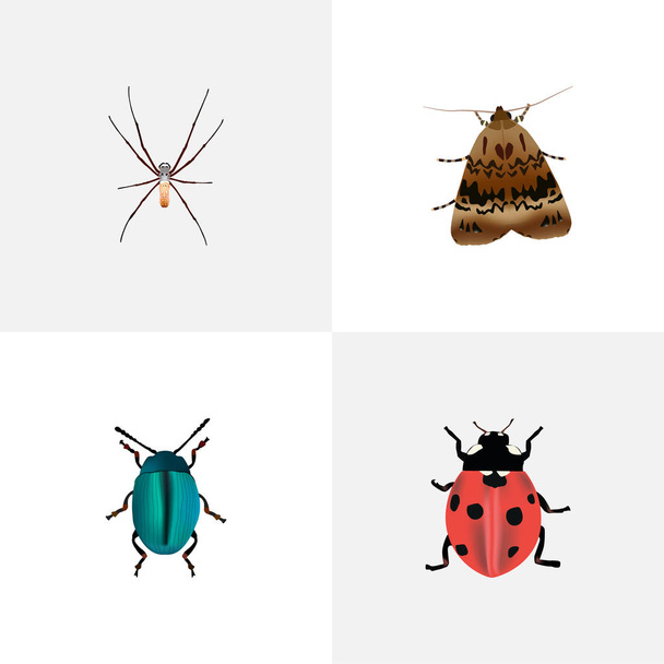 Joaninha realista, Aranha, Bug e outros elementos vetoriais. Conjunto de símbolos realistas de insetos também inclui aracnídeos, insetos, objetos joaninhas
. - Vetor, Imagem
