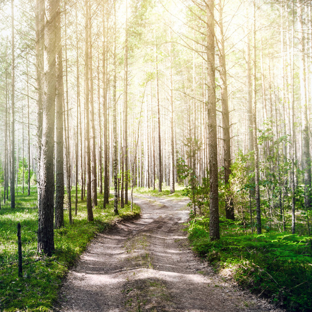 Road in summer forest - Photo, Image
