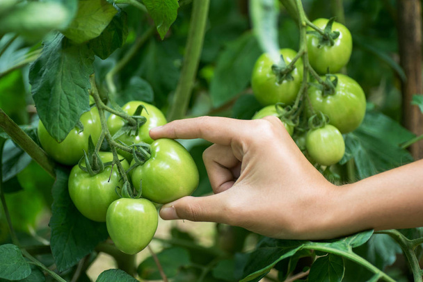 野菜の庭の木に緑トマト - 写真・画像