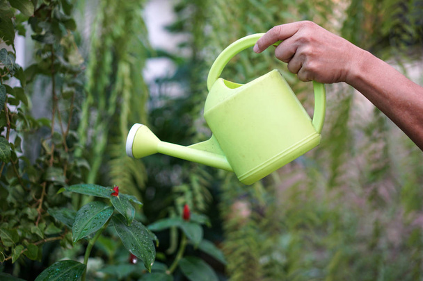 людина рука поливає рослину в саду
 - Фото, зображення