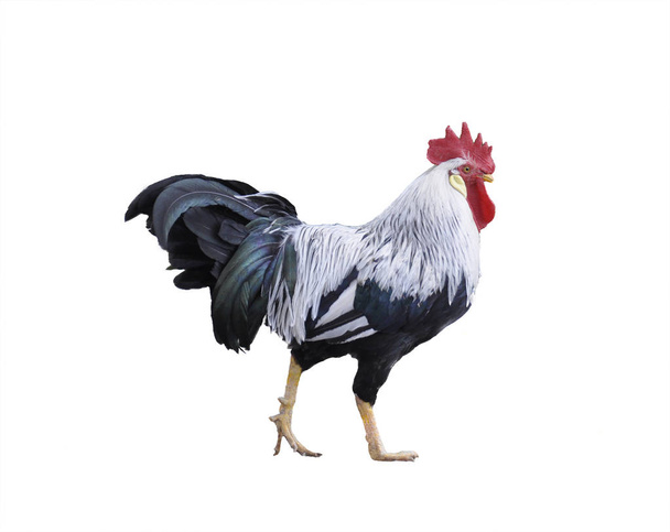 Beautiful male rooster isolated on white background - Photo, Image