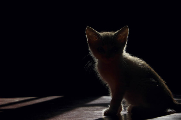  Kätzchen sitzt im dunklen Raum, Silhouette. - Foto, Bild