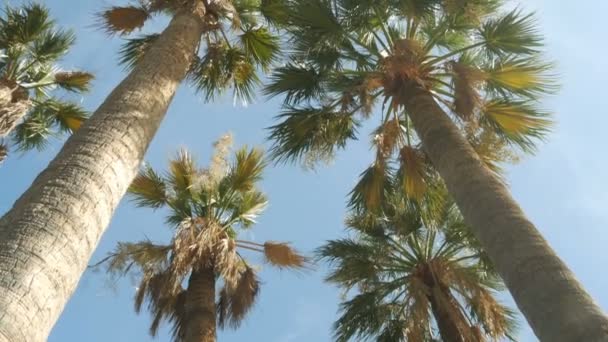 Palmiye ağaçlarının gökyüzü arka plan - 4k - Video, Çekim