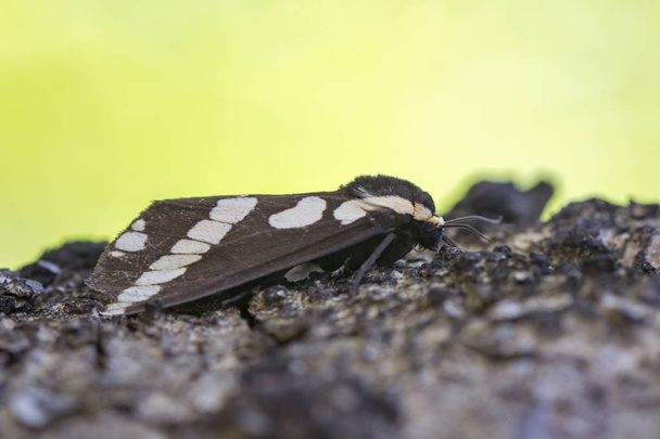 Afbeelding van de vlinder (Nannoarctia tripartita) op boom. Insect. Dier. - Foto, afbeelding