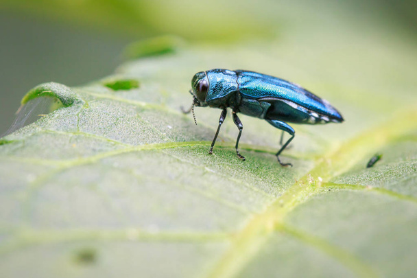 Imagen del escarabajo barrenador de fresno esmeralda sobre una hoja verde. Insecto. Anima.
 - Foto, imagen