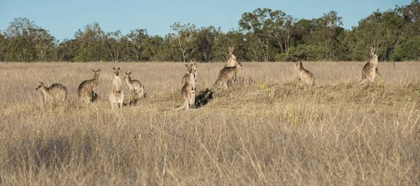 Kangaroos in the countryside - Foto, Bild