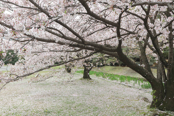 известный сад Хамарикю, парк в районе Чуо
 - Фото, изображение