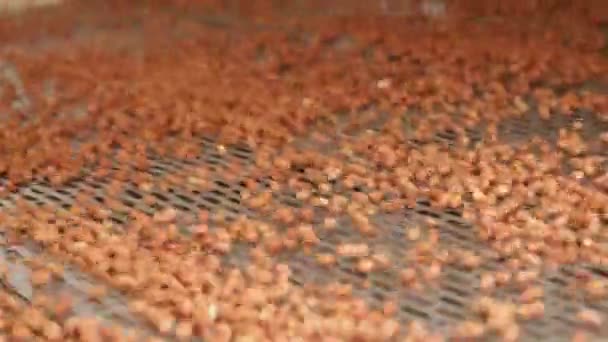 peanut process industry brazil - Záběry, video