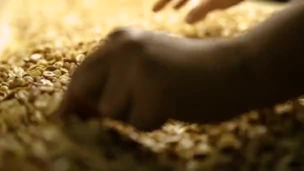 industria de proceso de cacahuete Brasil
 - Imágenes, Vídeo