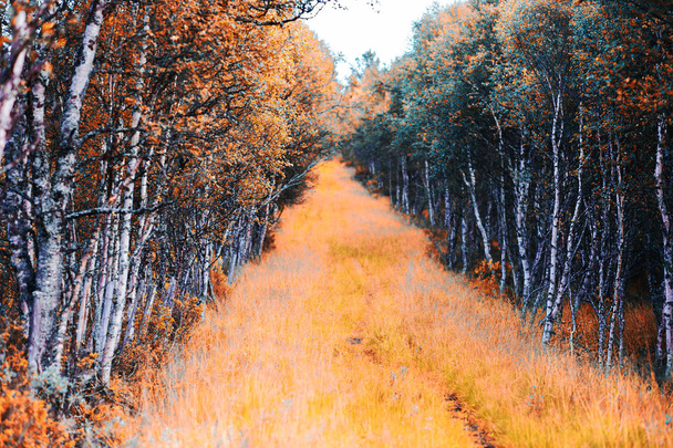 Forest autumn path landscape background - Φωτογραφία, εικόνα