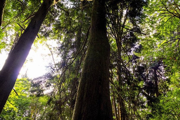 grande lisière de forêt sombre avec lumière du matin brillante
  - Photo, image