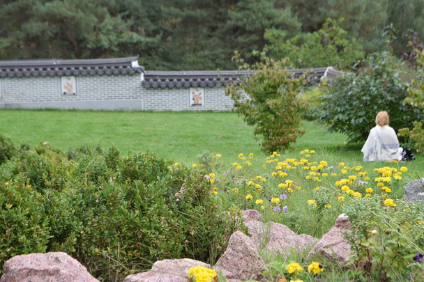 veld met gele bloem - Foto, afbeelding