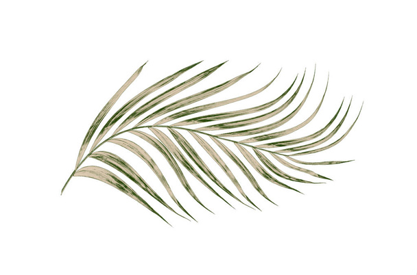 feuilles vertes de palmier isolées sur fond blanc - Photo, image