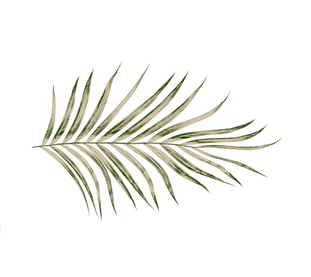 feuilles vertes de palmier isolées sur fond blanc - Photo, image