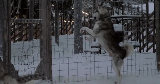Angstig gedrag van husky honden in kooi - Video