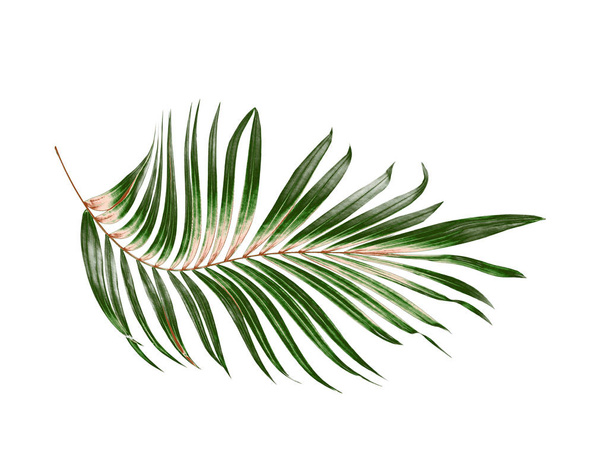 Зеленые листья пальмы на белом фоне - Фото, изображение