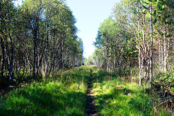 Forest path landscape background - Valokuva, kuva