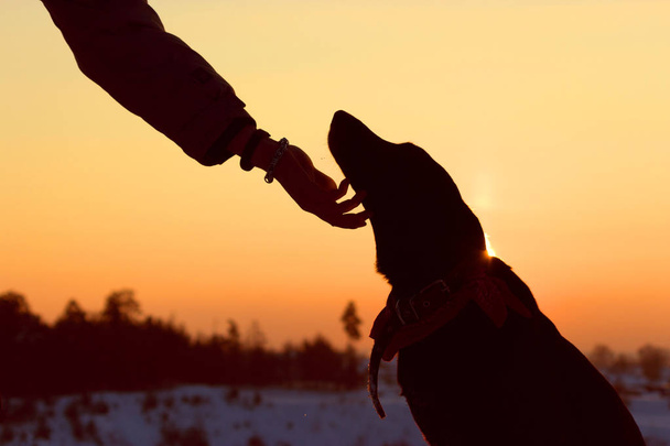 sihouette of a dog and man hand - 写真・画像