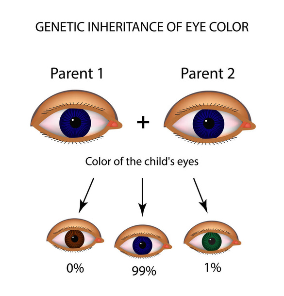 Göz rengi genetik miras. Kahverengi, mavi, yeşil gözler. Infographics. Vektör illüstrasyon izole arka plan üzerinde - Vektör, Görsel