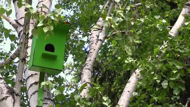 Houten groene birdhouse hangt aan een berken boom op zomerdag in stadspark. - Video