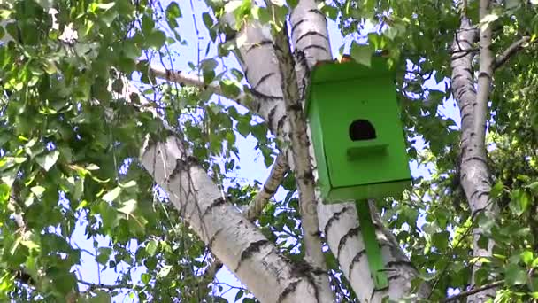 Houten groene birdhouse hangt aan een berken boom op zomerdag in stadspark. - Video