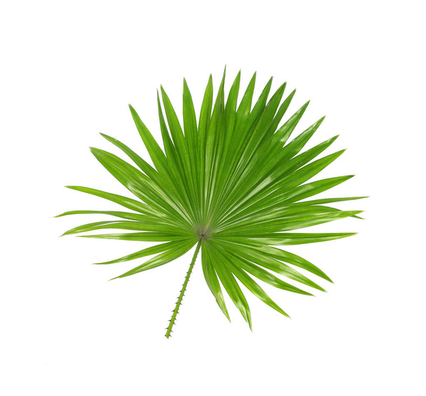 Green leaves of palm tree isolated on white background - Photo, Image