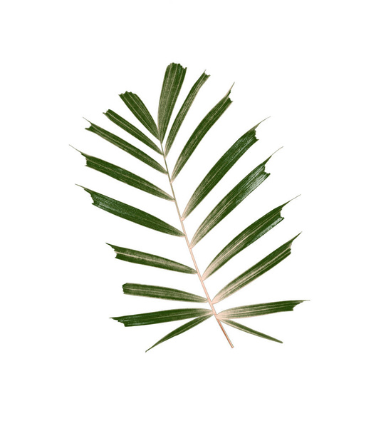 folhas verdes de palmeira isolada sobre fundo branco - Foto, Imagem
